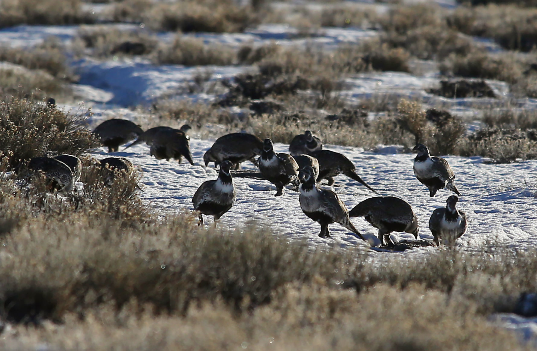 Sage Grouse Eat Dirt